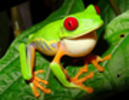 Litoria Chloris
